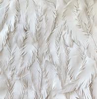 8x8 Feathers